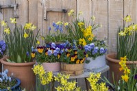 Container display of wooden flour sieves and terracotta pots planted with daffodils 'Jet Fire', 'Hawera', Pipit' and 'Tete-a-Tete', annual violas and muscari.