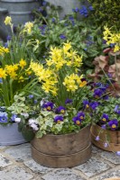 A vintage wooden flour sieve planted with spring display of annual violas, cyclamen, ivy and Narcissus 'Hawera'.