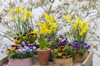 An antique terracotta pot of Narcissus bulbocodium 'Oxford Gold' surrounded in painted and vintage flour sieves planted with miniature daffodils and annual violas.
