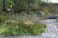A drought resistant planting scheme of milk parsley, coneflowers, acanthus, Japanese anemones, fountain grasses and asters. Repurposed metal pipes weave through the planting.