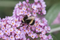 A bumble bee seeking nectar on a pink buddleja