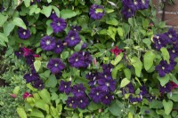 Clematis 'Etoile Violette' - June