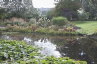 View across large pond with Nymphaea syn. waterlilies in autumn (October) 

Marginals. Border of ornamental grasses and Hydrangea paniculata on far side. Lawns beyond. Reflections in water.
