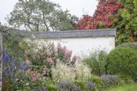 Informal, early-autumn perennial and shrub border edged with Liriope muscari beside Italian-style loggia.  

Hydrangea paniculata; Anemone japonica syn. Japanese anemone; Euonymus japonica 'White Spire'. Clipped evergreens.