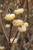 Edgeworthia chrysantha Grandiflora - March 