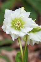 Helleborus x hybridus double - White Hellebore - February