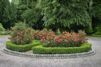 Rosa 'Rumba' surrounded by formal circular parterre at Goldstone Hall Hotel, Shropshire - June