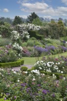 Rosa 'Silver Wedding' in amongst mixed rose beds and mixed borders in blue and white theme at Goldstone Hall Hotel, Shropshire - June
