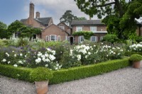 Rosa 'Silver Wedding' bordered by buxus parterre at Goldstone Hall Hotel, Shropshire - June