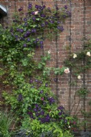 Clematis 'Princess Diana' and Clematis 'Etoile Violette' at Goldstone Hall Hotel, Shropshire - June