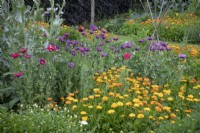 Papaver and Calendula in the Vegetable garden at Goldstone Hall Hotel, Shropshire - June