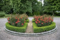 Rosa 'Rumba' surrounded by formal circular parterre at Goldstone Hall Hotel, Shropshire - June