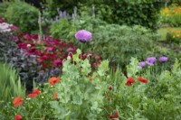 Papaver in the vegetable garden at Goldstone Hall Hotel, Shropshire - June