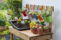 A homemade wooden work bench is ideal for potting up and displaying succulents in hanging metal buckets.