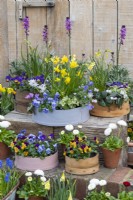 Painted modern and vintage wooden flour sieves planted with spring flowers. Mixed annual violas, bellis daisies and windflowers; Narcissus 'Tete-a-Tete' and 'Avalanche'; white or pink Cyclamen coum; Chionodoxa 'Pink Giant'.