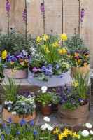 Painted modern and vintage wooden flour sieves planted with spring flowers. Mixed annual violas, bellis daisies and windflowers; Narcissus 'Tete-a-Tete' and 'Avalanche'; white or pink Cyclamen coum; Chionodoxa 'Pink Giant'.