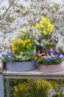 Painted modern and vintage wooden flour sieves planted with spring flowers. Mixed annual violas; Narcissus 'Tete-a-Tete', 'Hawera' and 'Avalanche'; white or pink Cyclamen coum.