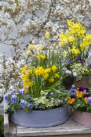 Painted modern and vintage wooden flour sieves planted with mixed annual violas, Narcissus 'Tete-a-Tete', cyclamen and ivy.