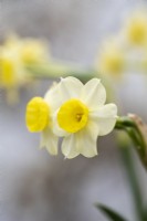 Narcissus tazetta 'Avalanche', a dainty, scented little daffodil that flowers in spring from April.