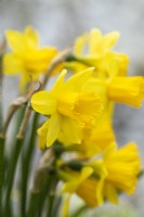 Narcissus 'Tete-a-Tete', a miniature daffodil, a bulb that flowers from February until April