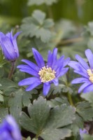 Anemone blanda, a perennial windflower flowering throughout spring, from March