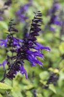 Salvia 'Amistad', sage, a tall perennial with aromatic foliage that flowers from August into autumn.