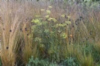 A clump of fennel surrounded by Molinia caerulea subsp. caerulea 'Heidebraut', moor grass.