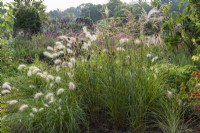 Pennisetum villosum mixed with teasels and Miscanthus sinensis 'Malepartus'