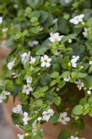 Chaenostoma cordatum, bacopa, a trailing white annual flowering from June.