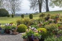 Looking over lawn towards countryside, seen from terrace with beds of tulips and box balls and spring pots.