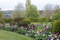 Curving border planted with mixed tulips, clipped box, roses and viburnum.