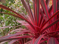 Cordyline 'Pink Passion' in Mid February