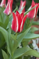 Tulipa 'Pinocchio' with Viola- April 