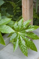 Closeup of a Fatsia japonica leaf. September