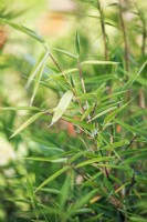 Fargesia murieliae 'Luca' - Bamboo - July