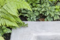 Close up showing corner of concrete kerb. Pachysandra terminalis and ferns.