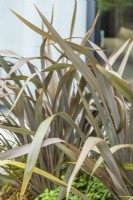 Closeup of foliage of Phormium tenax Purpureum Group - New Zealand Flax. September