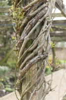 Rosa 'Aglaia' after pruning and training of young and older stems around one of the posts of a rose pergola. March