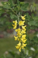 Laburnum anagyroides 'Yellow Rocket' - Golden chain tree