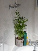 Parlour palm as bathroom plant
