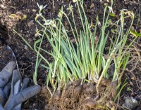 Plant snowdrops in the green in spring for following year