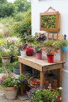 A framed succulent picture is planted with sempervivum and sedum, and hangs above a workbench with metal buckets of succulents and begonias.