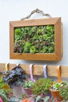 A framed succulent picture planted with sempervivum and sedum hangs above a workbench with hanging metal buckets of succulents and begonias.