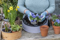 Step-by-Step Planting Wooden Flour Sieves with Spring Flowers. Step 6: place a viola plant on the outer edge of the sieve, guiding the flowers to spill over the edge, and pack round with compost.