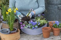 Step-by-Step Planting Wooden Flour Sieves with Spring Flowers. Step 8: having placed pink Cyclamen coum to the left of the violas, plant a pink chionodoxa.