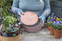 Step-by-Step Planting Wooden Flour Sieves with Spring Flowers. Step 10: on a smaller sieve, create a sturdy base over the mesh with a cut-down, plastic plant saucer.