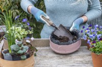 Step-by-Step Planting Wooden Flour Sieves with Spring Flowers. Step 11: line and fill three-quarters with compost formulated for container planting.