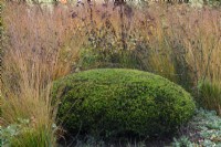 A clipped yew dome set into a border planted with Molinia caerulea subsp. caerulea 'Heidebraut'.