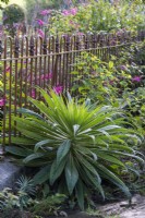 An echium has seeded beside the listed iron railings that surround the front garden.