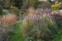 On right of path, clumps of Miscanthus sinensis 'Malepartus' and red hot pokers. On left of path, a line of golden Molinia caerulea subsp. caerulea 'Heidebraut', Verbena bonariensis and fennel.